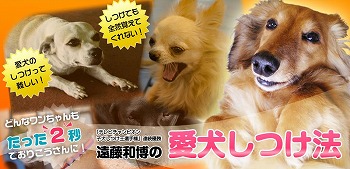 遠藤和博の愛犬しつけ法 テレビチャンピオン子犬しつけ王選手権 連続優勝 待て ハウス トイレ